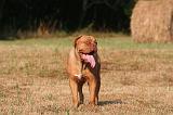 DOGUE DE BORDEAUX 384